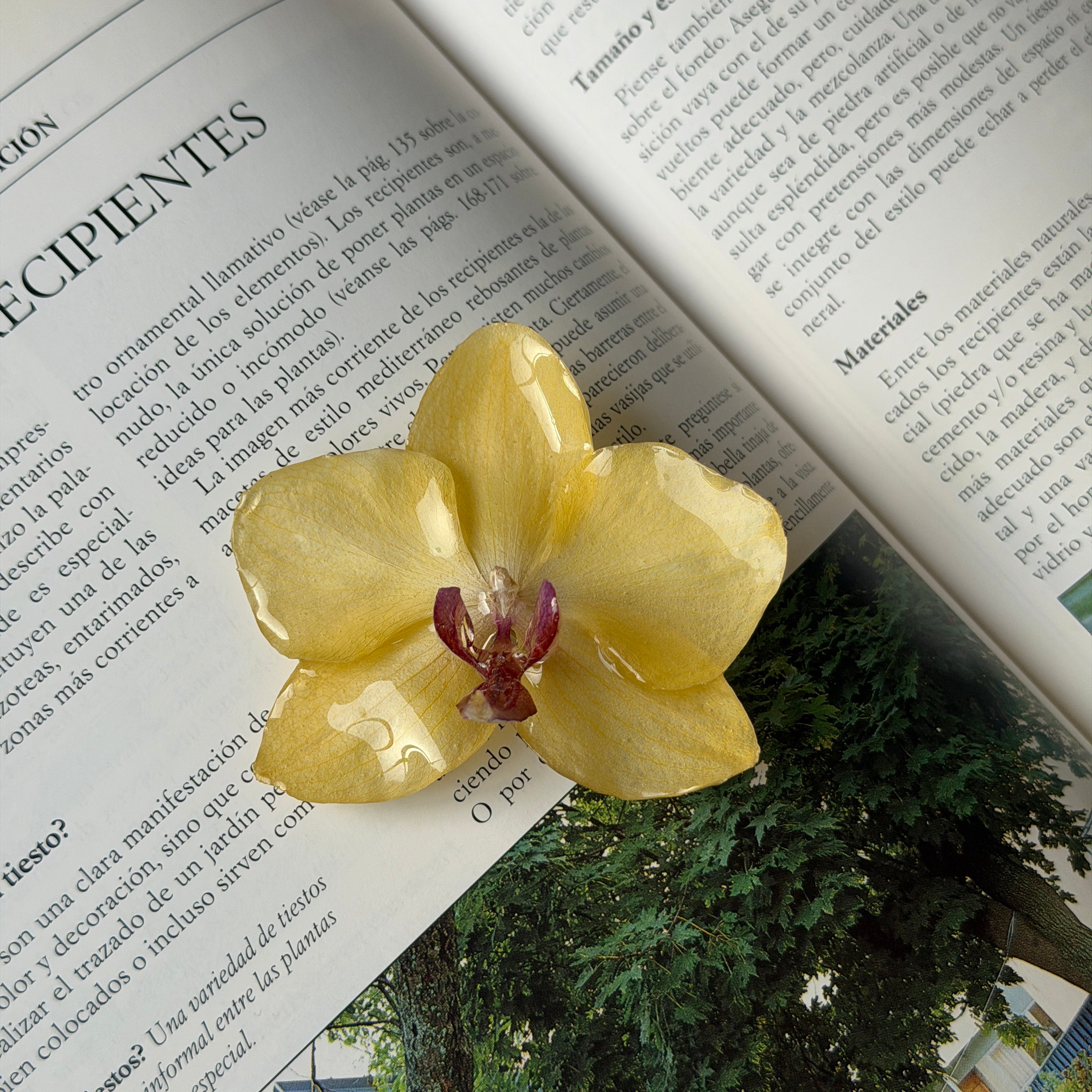 Orquídea amarilla natural encapsulada en resina sobre un libro abierto, mostrando sus pétalos translúcidos y centro en tonos burdeos.