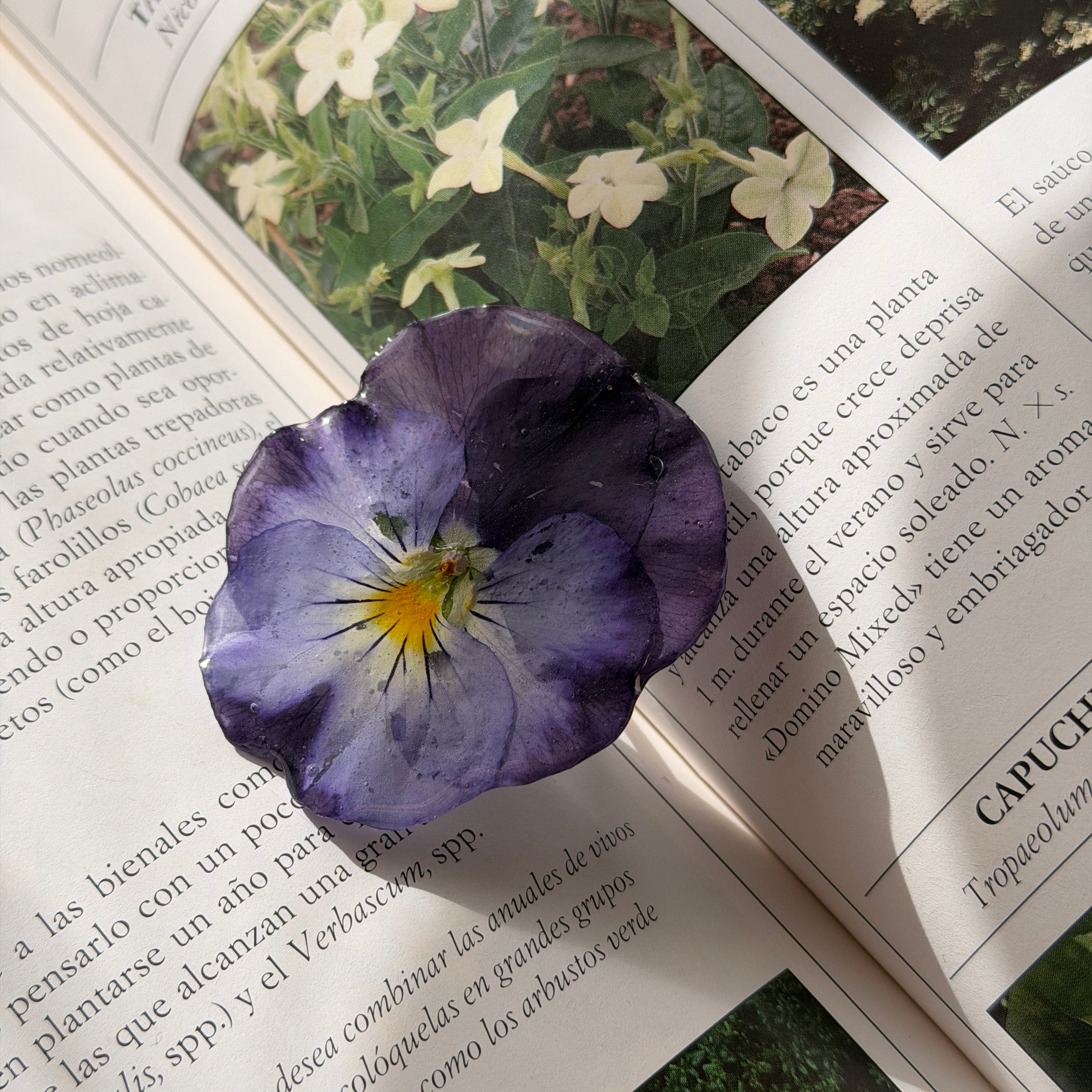 Pinza de pensamiento violeta preservado en resina sobre libro abierto de botanica