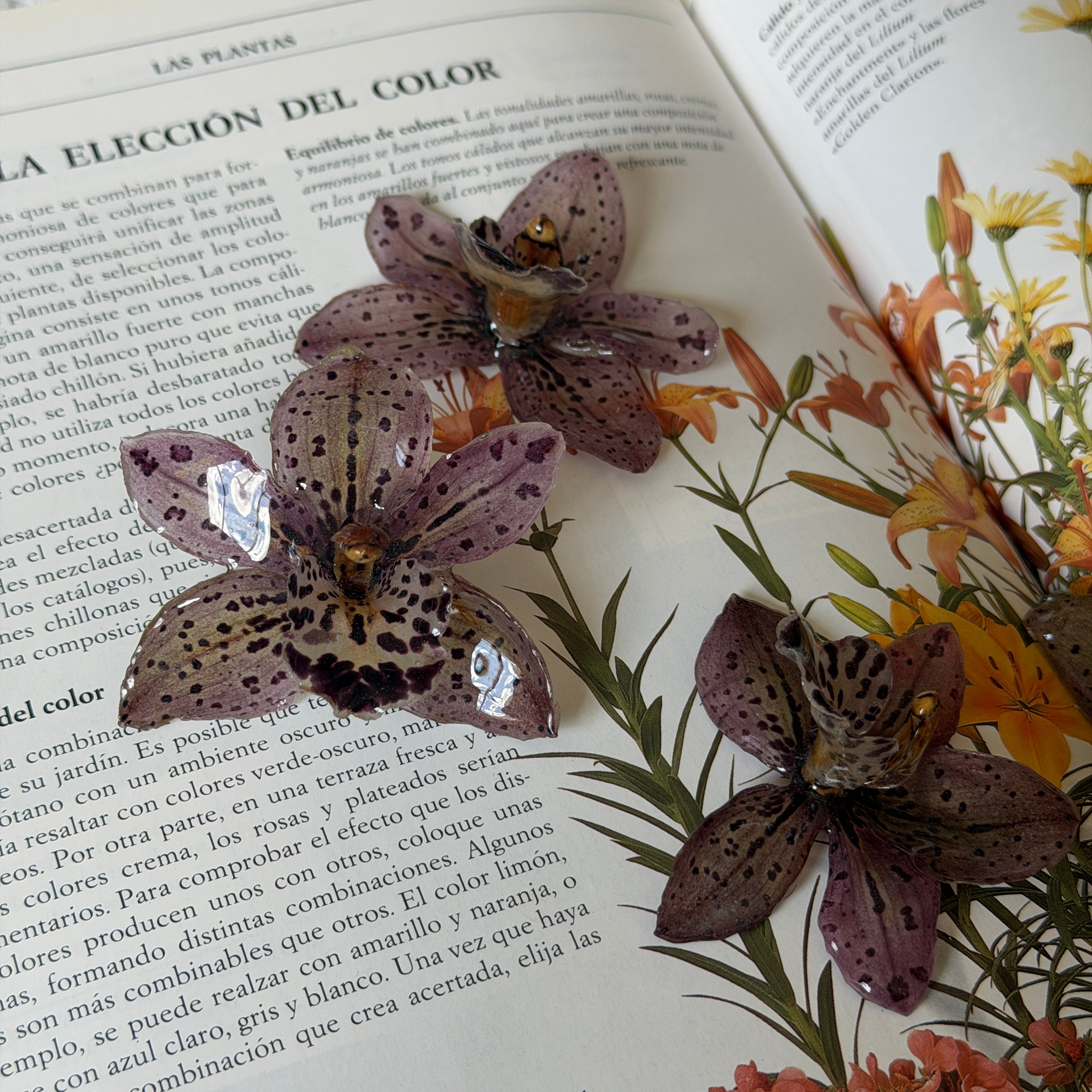 Tres flores de orquídea Velaria marrón moteada sobre libro de jardín con flores naranjas silvestres
