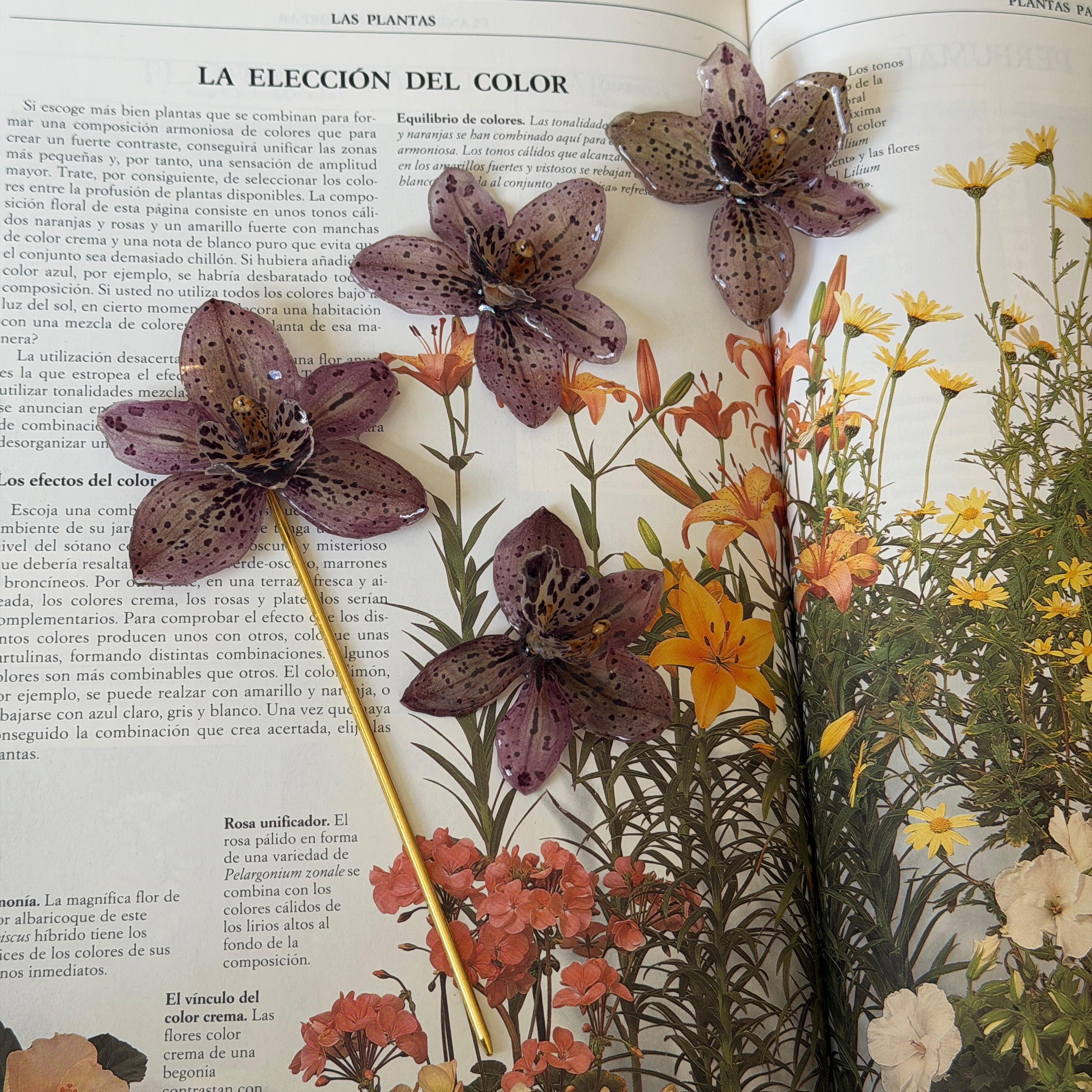 Dos horquillas de orquídea Velaria con flores marrón moteadas sobre libro de plantas y flores naranjas