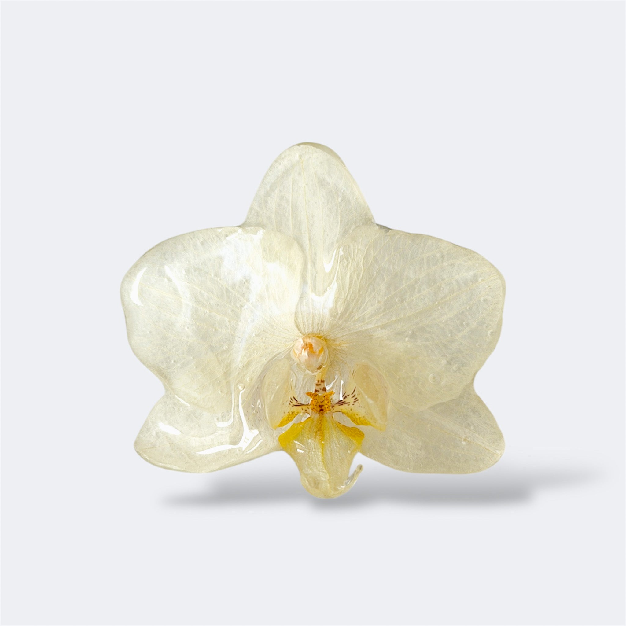 Anillo Orquídea - Marfil