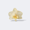 Pinza de pelo con orquídea blanca marfil preservada en resina, fondo blanco
