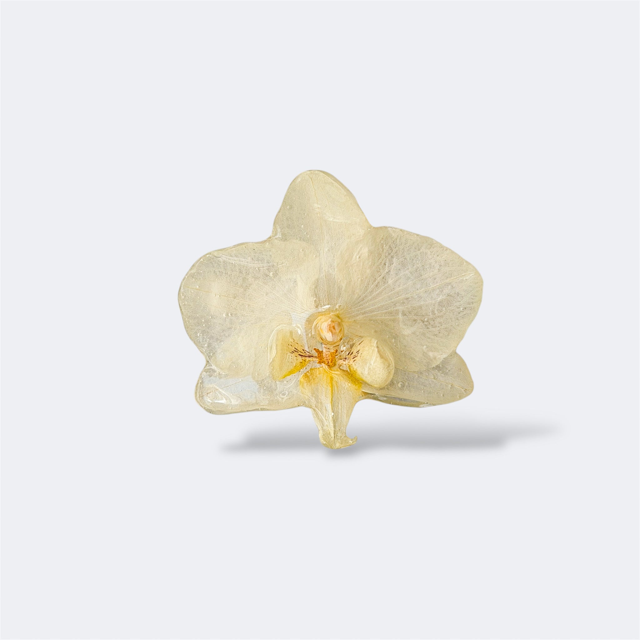 Pinza Orquídea - Éter