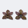Anillo Orquídea Velaria: vistas frontal y trasera de orquídea marrón moteada preservada en aro plateado