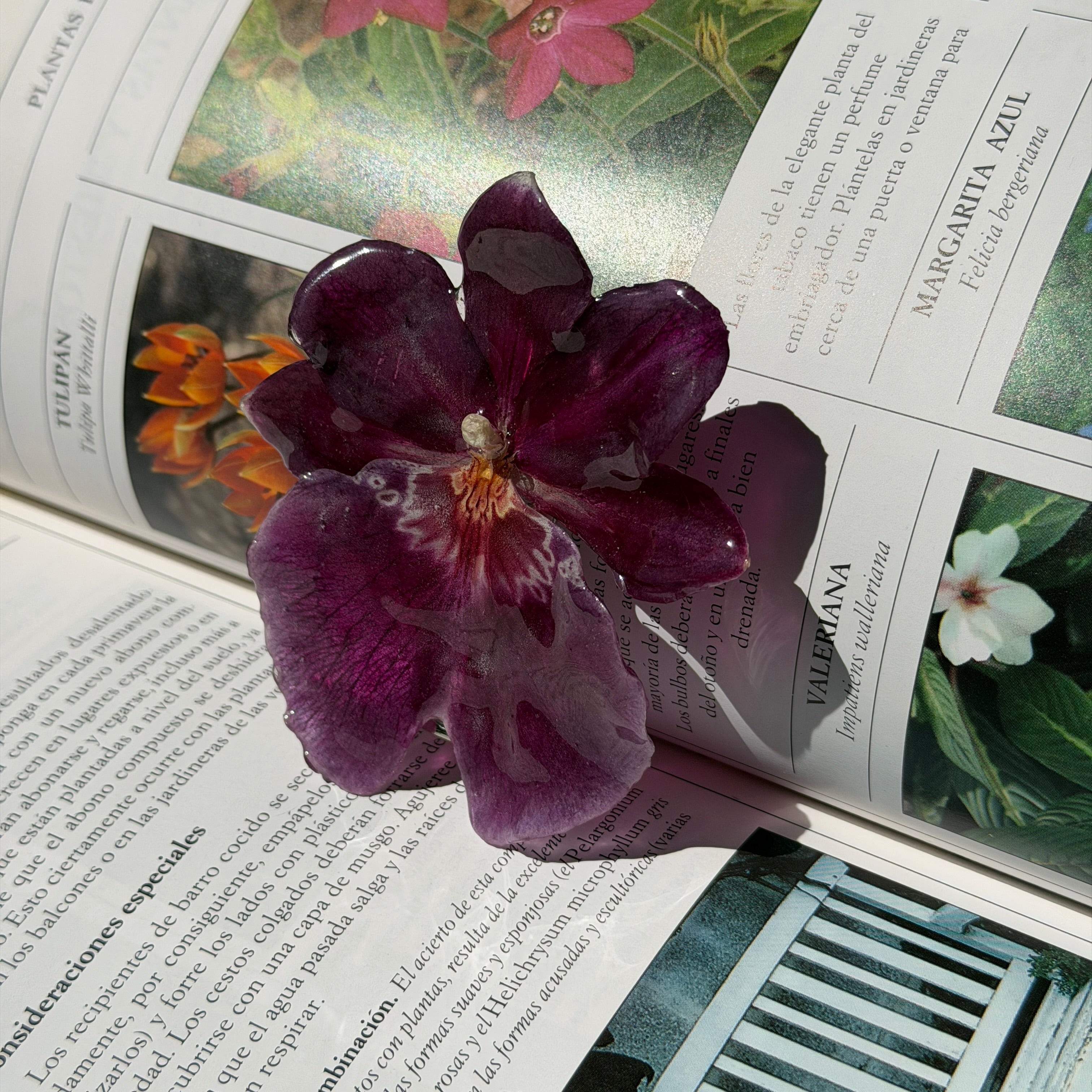 Detalle de orquidea morada real preservada en resina, con labelo claro y vetas blancas