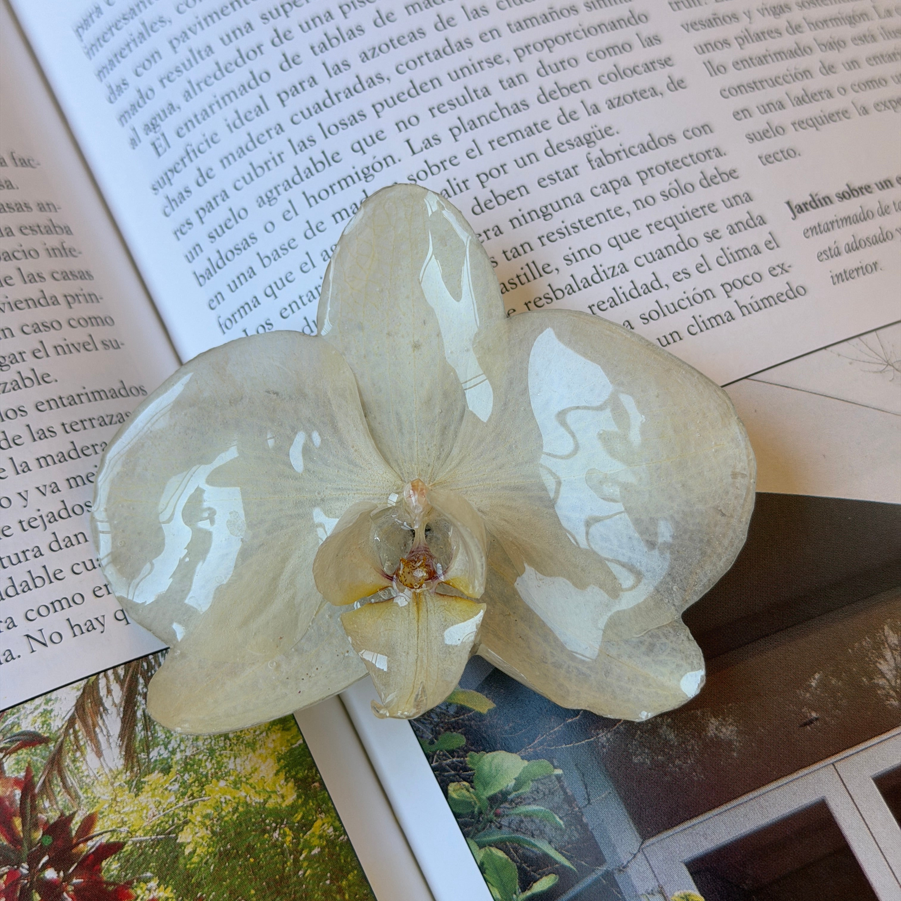 Pinza de orquídea marfil encapsulada en resina sobre una revista