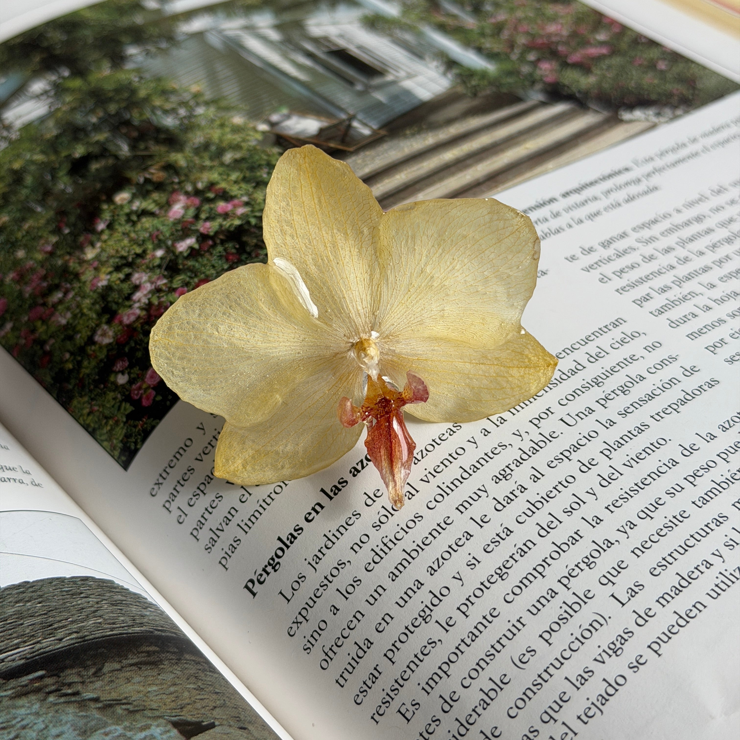 Detalle de orquídea amarilla real preservada en resina, centro burdeos y vetas finas